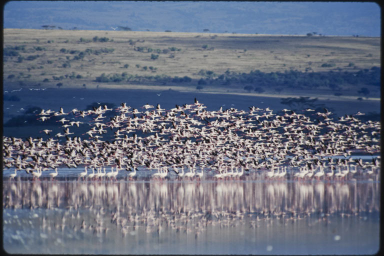 Image of Lesser Flamingo