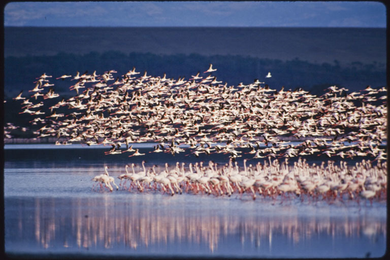 Image of Lesser Flamingo