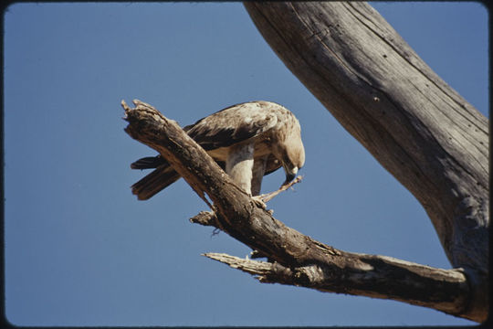 Image of Tawny Eagle