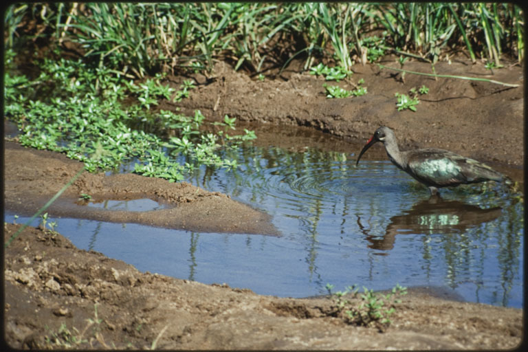 Image of Hadada Ibis