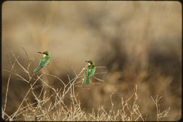 Image of Somali Bee-eater