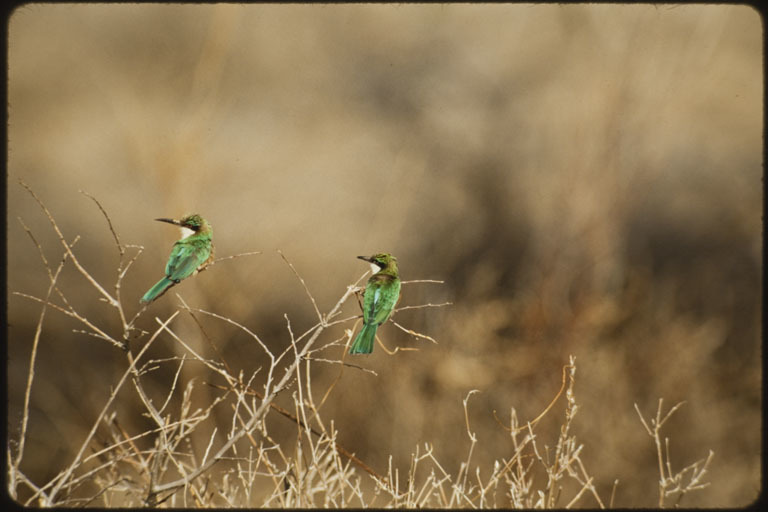 Image of Somali Bee-eater