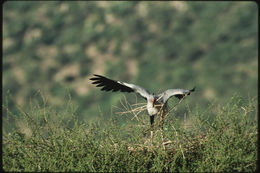 Image of Secretarybird