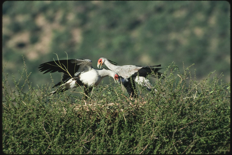 Image of Secretarybird