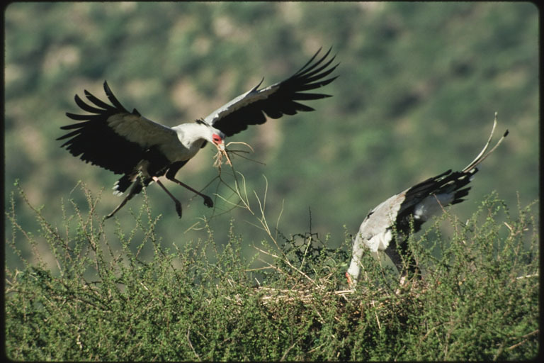 Image of Secretarybird