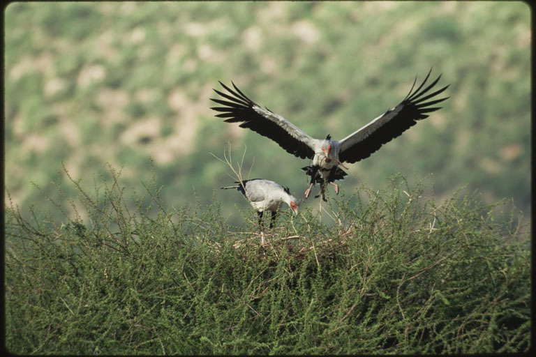 Image of Secretarybird