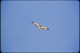 Image of Black-chested Snake Eagle