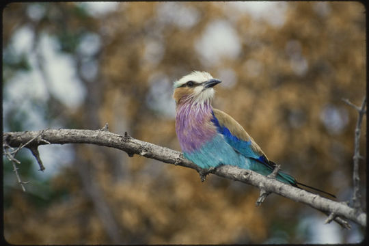 Image of Lilac-breasted Roller