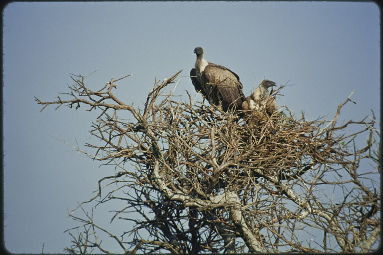 Image of White-backed Vulture