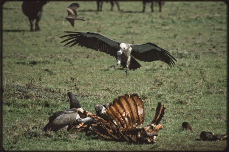 Image of White-backed Vulture