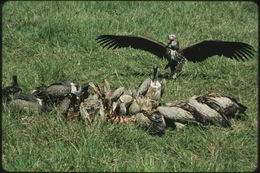 Image of White-backed Vulture