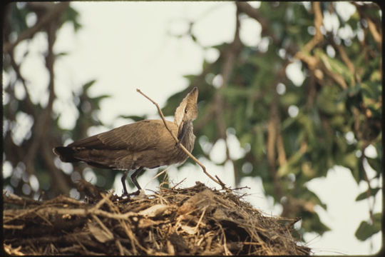 Image of Hamerkop