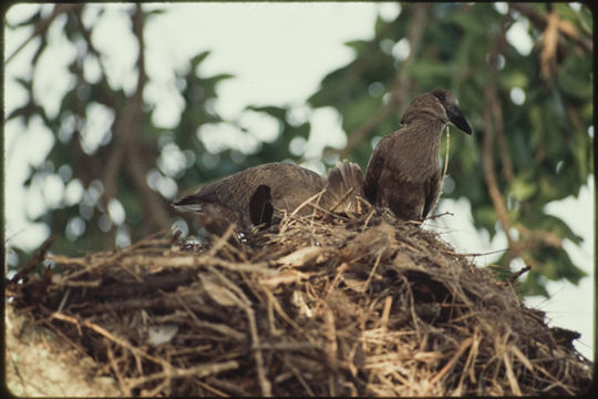 Image of Hamerkop