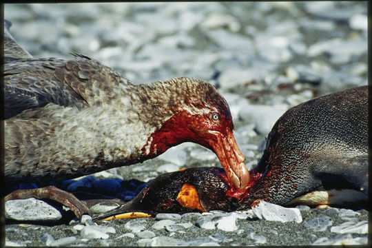 Image of Antarctic Giant-Petrel