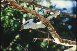 Image of Kookaburra