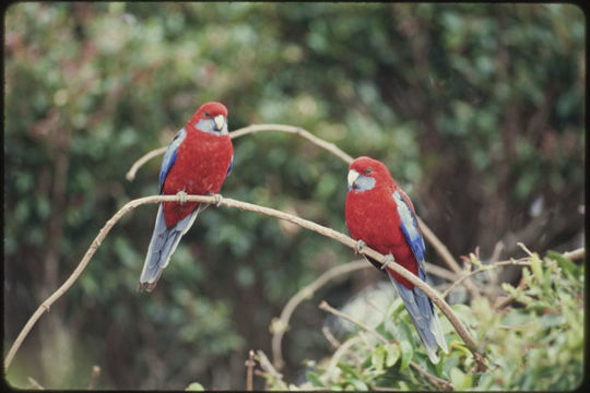 Image de Platycercus elegans elegans (Gmelin & JF 1788)