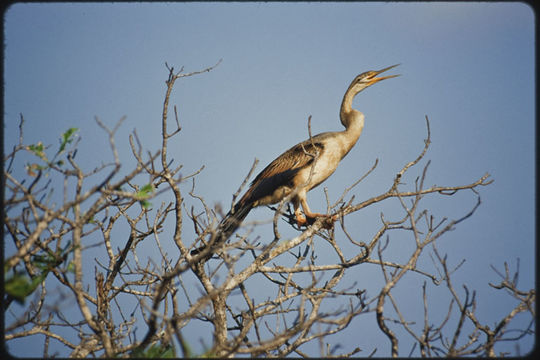 Image of Australasian Darter