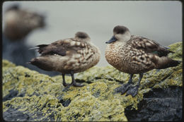 Image of Lophonetta specularioides specularioides (King & PP 1828)