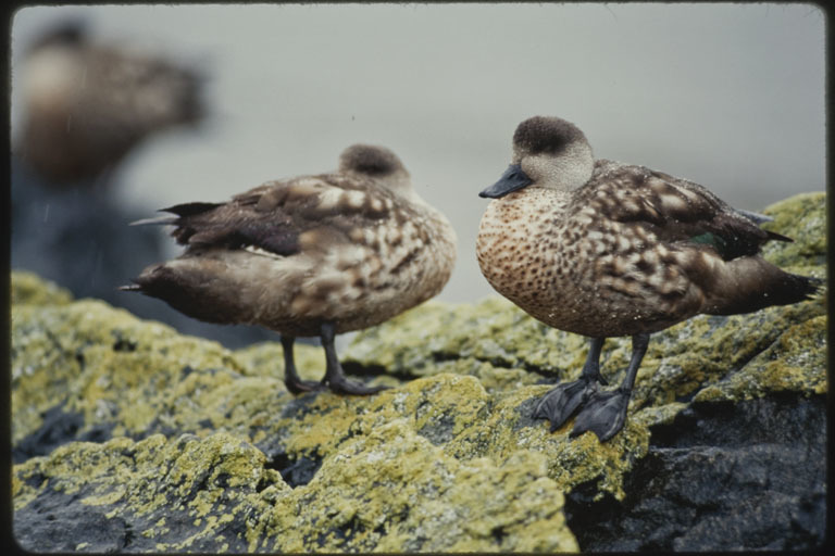 Слика од Lophonetta specularioides specularioides (King & PP 1828)