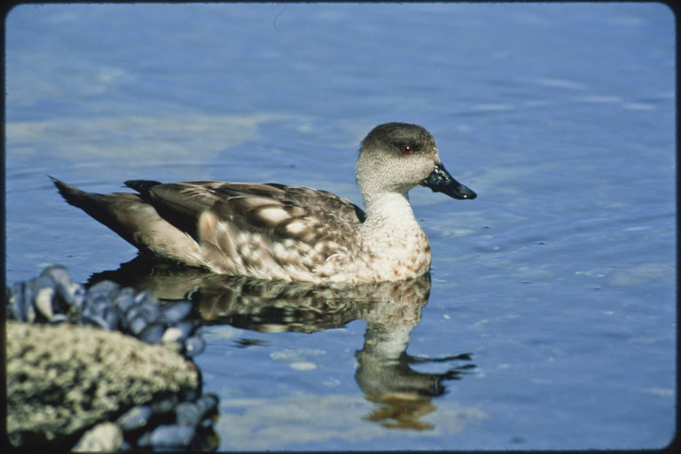 Image of crested duck