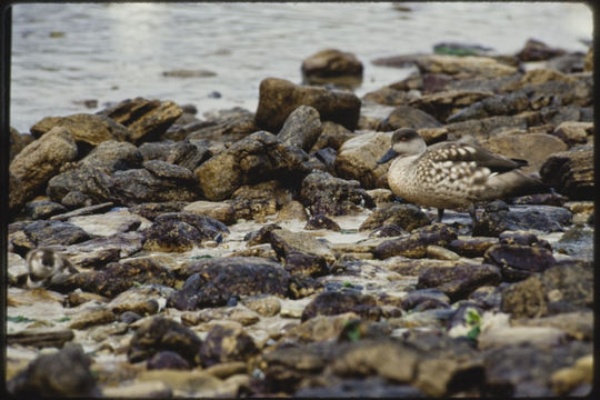 Image of crested duck