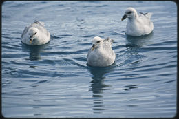 Imagem de Fulmarus glacialis (Linnaeus 1761)