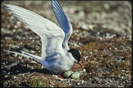 Image of Arctic Tern