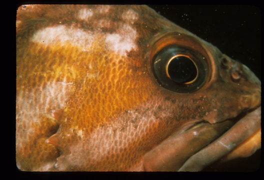 Image of Rockcod