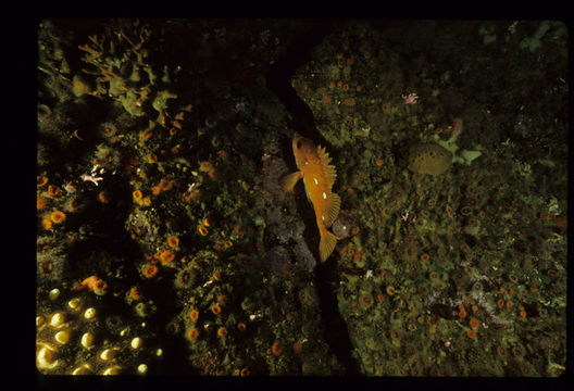 Image of Rockcod