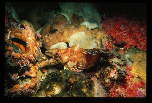 Image of Painted greenling