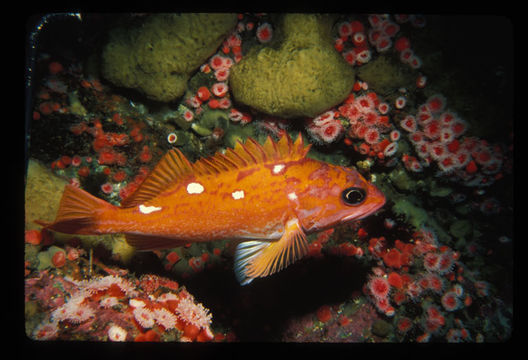 Image of Rosy rockfish