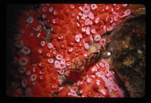 Image of Painted greenling