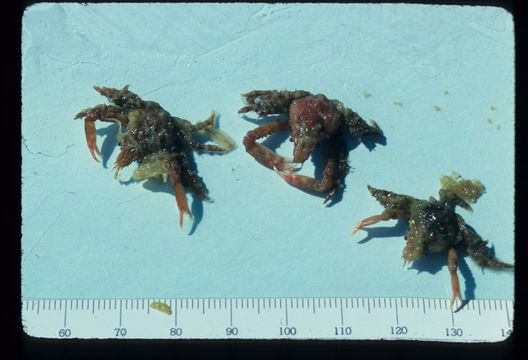 Image of sharp-nosed crab