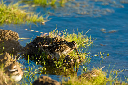 Image of Wilson's Snipe