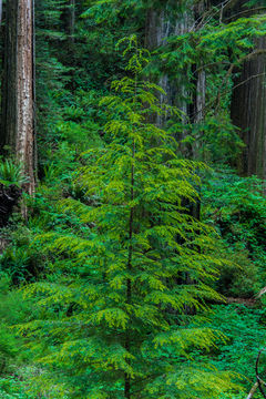 Image of western hemlock