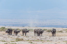 Image de buffle d'Afrique