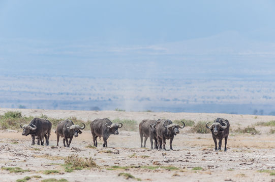 Image of African Buffalo