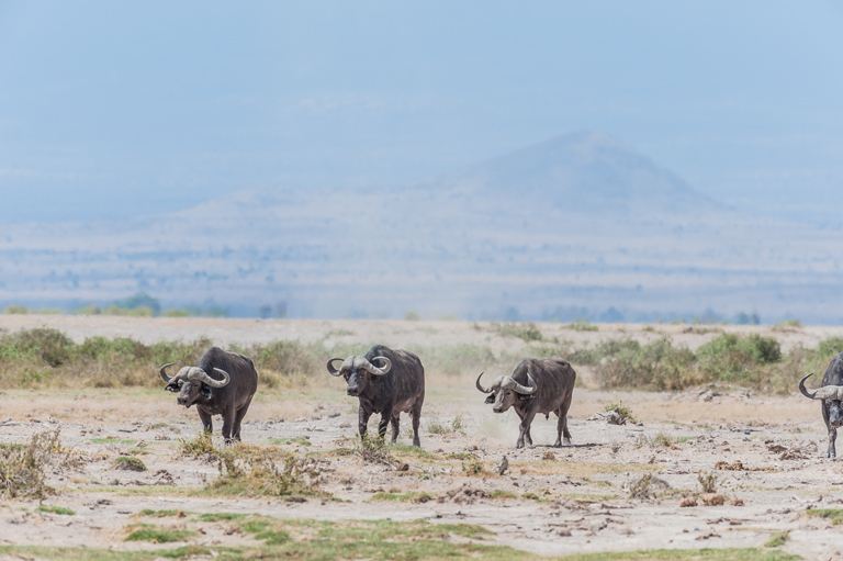 Image de buffle d'Afrique