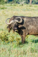 Image de buffle d'Afrique