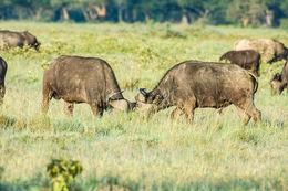 Image de buffle d'Afrique