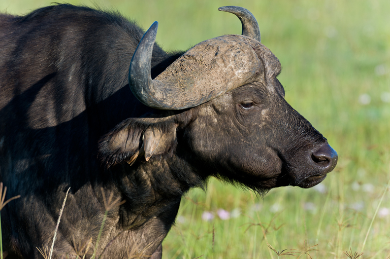 Image de buffle d'Afrique