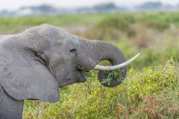 Image of African bush elephant