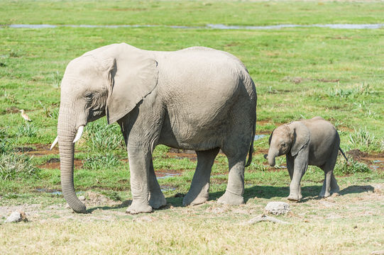 Image of African bush elephant