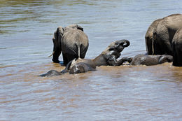 Image of African bush elephant