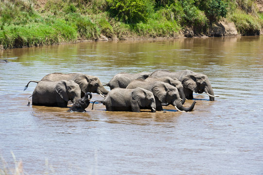 Image of African bush elephant