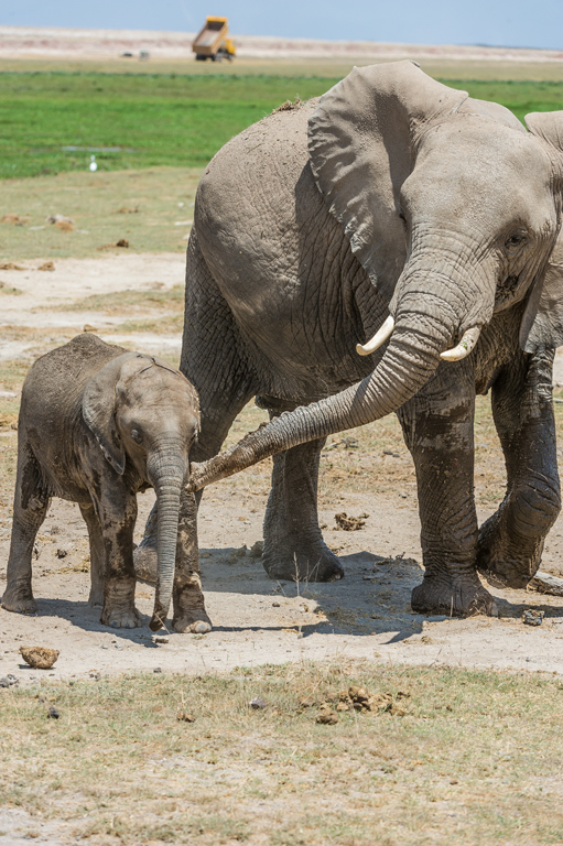 Image of African bush elephant