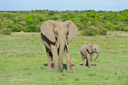 Image of African bush elephant