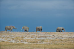 Image of African bush elephant