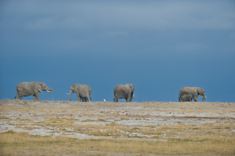 Image of African bush elephant