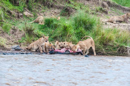 Image of African Lion